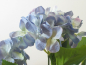 Preview: Hortensie Rabe x5 45cm blau 20431-4