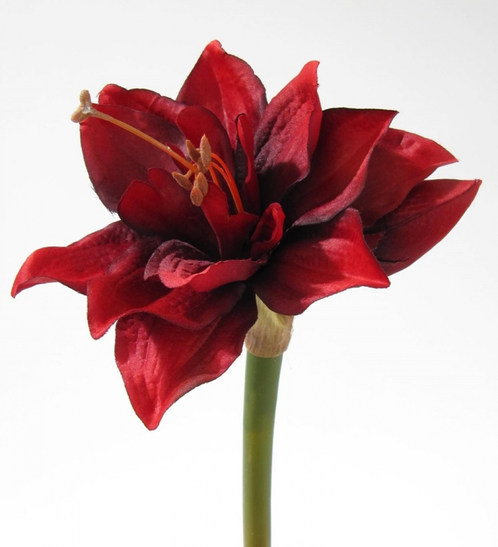 Amaryllis L30cm dunkelrot 1610-01