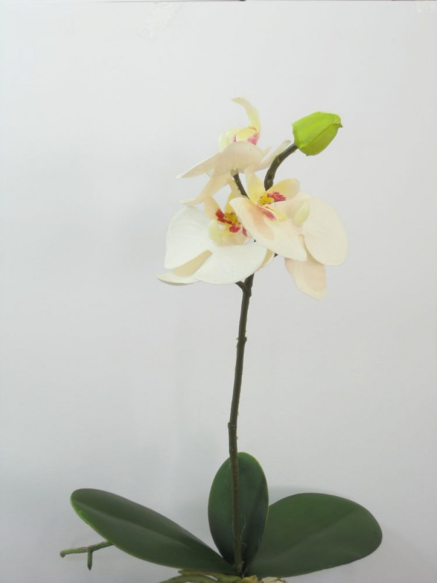 Phalaenopsis 1Kn,3Bl,3Lb H35cm mit Wurzeln weiss 1950-01