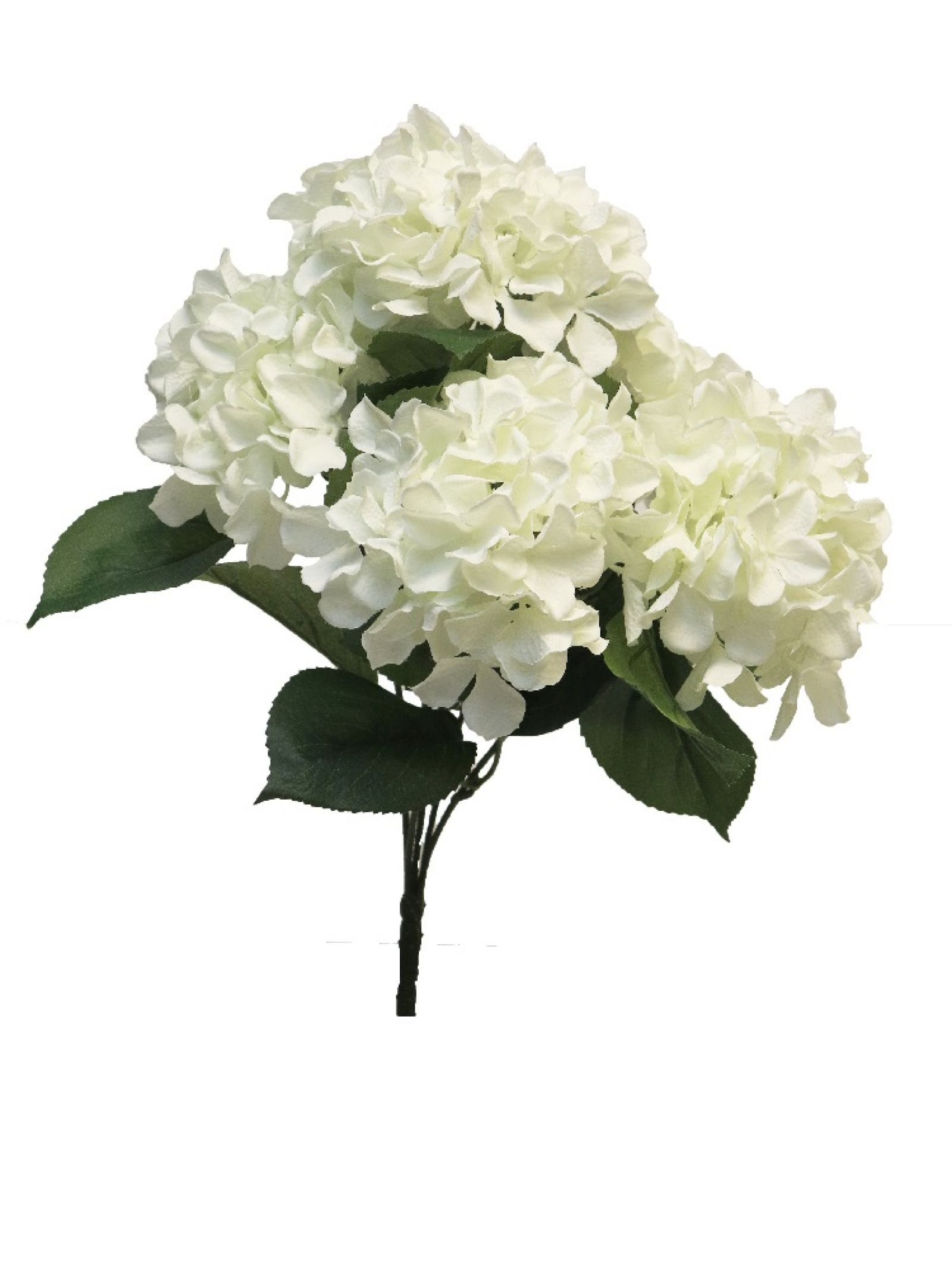 Hortensie Rabe x5 45cm creme 20431-0