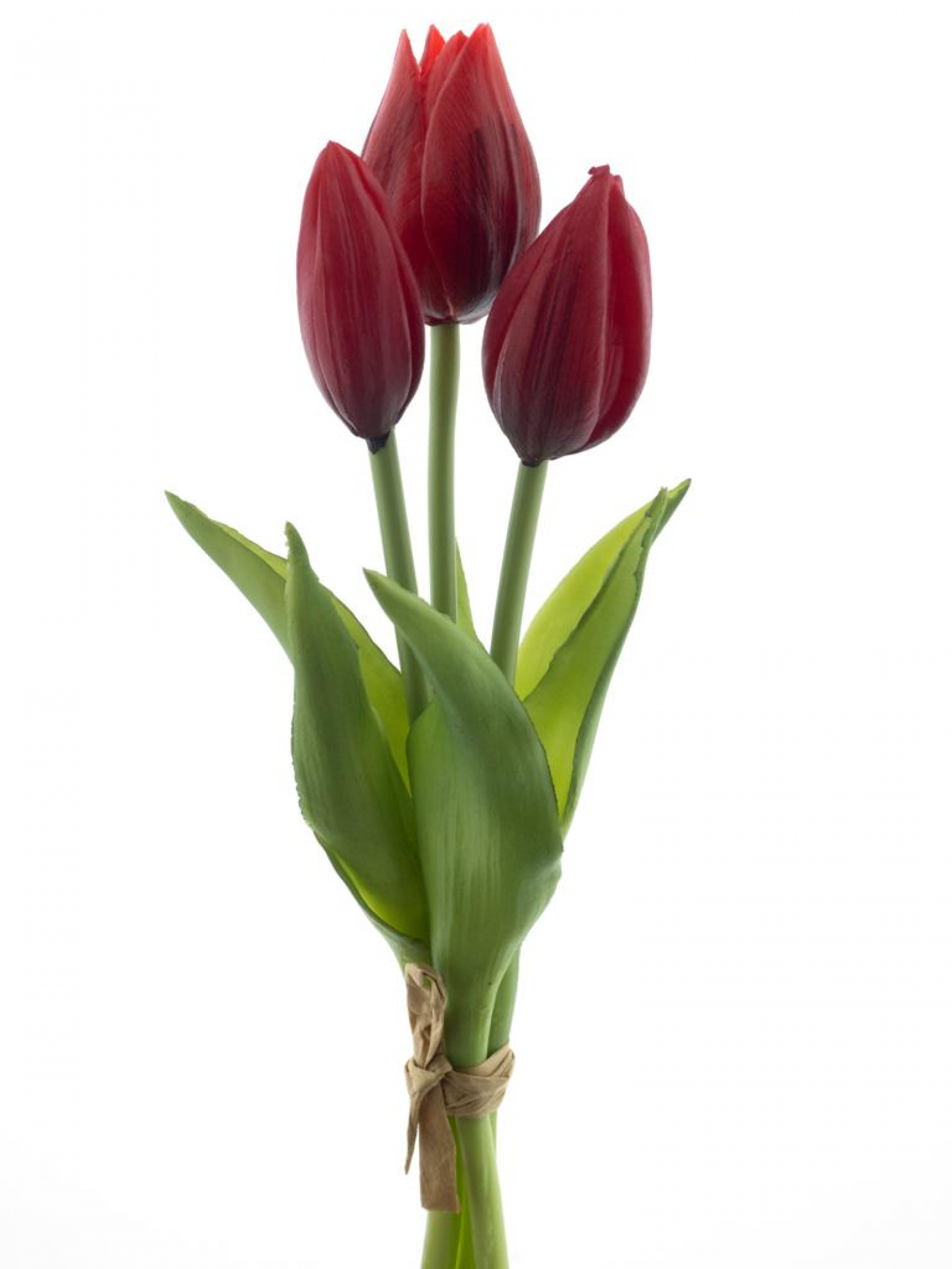 Holland-Tulpenbund Sally x3 rot 22095-3