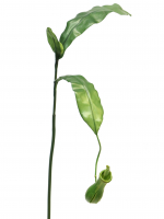 Blatt m.Gefaess Nepenthes gruen 30488-1