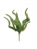 Succulente Rhoda Pick gruen 16cm 40306-5