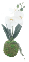 Phalaenopsis-Pflanze m.Moosballen ca. 30cm creme 96812-0