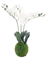 Phalaenopsis-Pflanze m.Moosballen ca. 50cm creme 96813-0